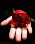 la rosa per me simboleggia l'essere della donna... e purtroppo nn tutte ne rispecchiano l'essenza