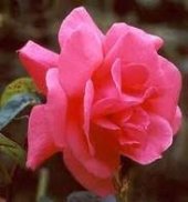 nancylove23 nancylove23