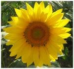 Avatar di Sunflower75