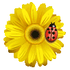 Avatar di pace