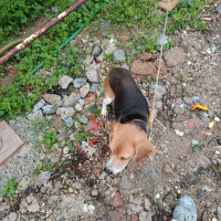 Sardu