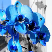 Orchidea1972