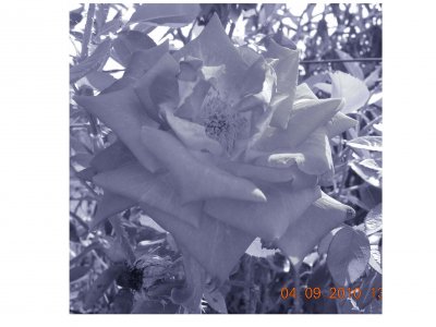 Foto album: rose 1