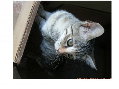 Foto album: il mio gattino