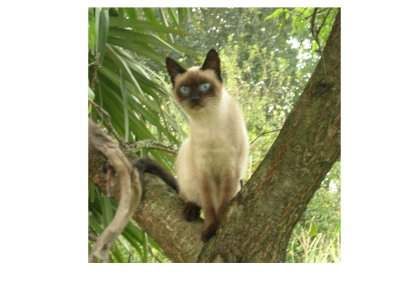 Foto album: gatta siamese