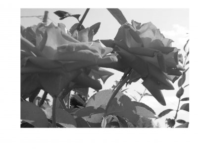 Foto album: rose 2
