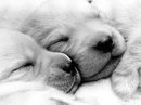 Foto album: cuccioli 