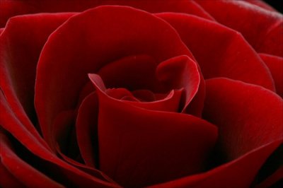 Foto album: rosa