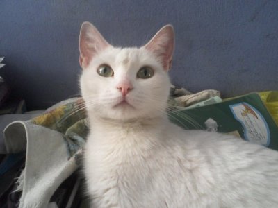 Foto album: mi gata