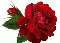 Foto album: For You