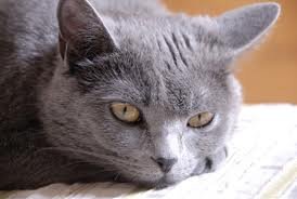Foto album: il gatto certosino