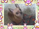 Foto album: skippy =3
