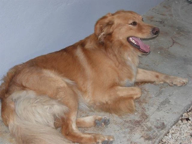 Foto album