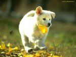 Foto album: che carino