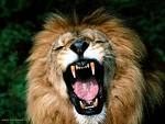Foto album: o lion