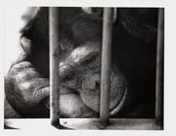 Avatar di sweet_monkey