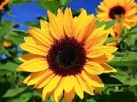 Avatar di girasole94