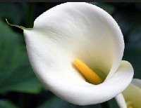 Avatar di Princess65