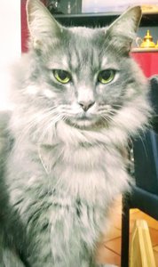 Avatar di unoqualsiasim